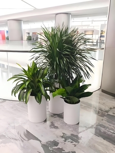 宁波北仑绿植租摆